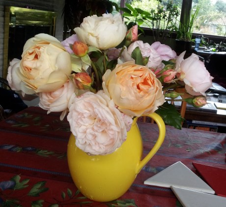 My roses in 2012. They will start blooming again soon.