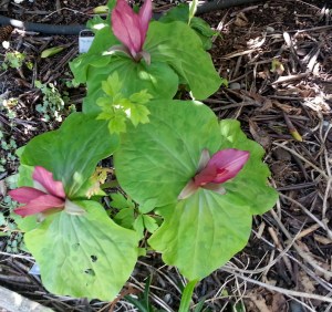 A purple form of trillium intertwined with bleeding heart buds.