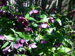 Helleborus orientalis. "Lenten Rose" If you are able to grow this plant in your area, do so as it is not only beautiful, but starts blooming in winter.