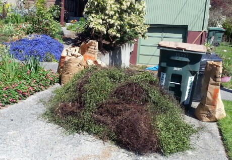 We dug up a lot of compost in 1 1/2 hours! Tomorrow it will get picked up by waste management and become part of Seattle's awesome composting program!
