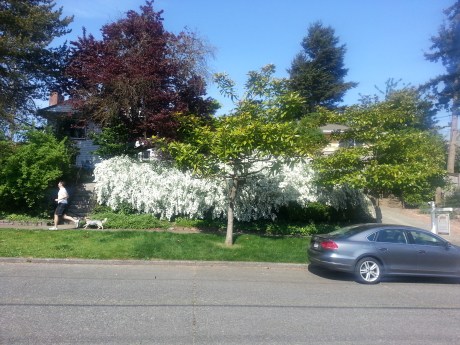 It snowed last night!  (Looks like a variety of spirea. By the way, Jennie, if you are reading this. I think spirea is the plant from the neighbor's back yard that pokes over our fence. I think I misidentified it.)