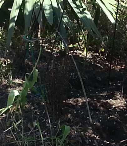 This is a photo taken after the weeding party, during which the evil plant-engulfing wireweed was removed. See the small shrub that was uncovered? Yeah, well I can barely see it. It looks like a bouquet of brown twigs.