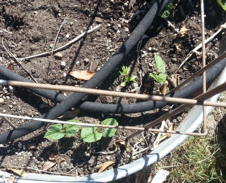 Look, look, look! I'm going to have beans this summer!