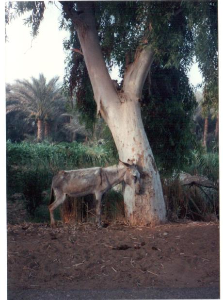 Road to Saqqara in Abu Sur.