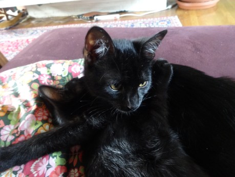 Often the kitties just love/bother each other.