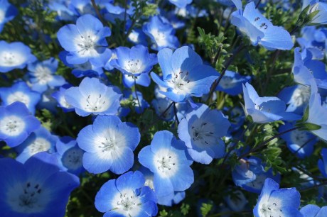 Nemophila.