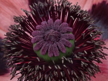 I look at poppies all of the time and very closely. This one held a whole new universe.
