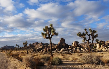 Joshua trees and rocks in Joshua Tree National Park.